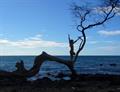 Yoga Tree From Big Island